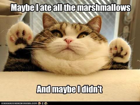 Lolcat - Fat cat with caption "maybe I ate all the marshmallows And maybe I didn't"