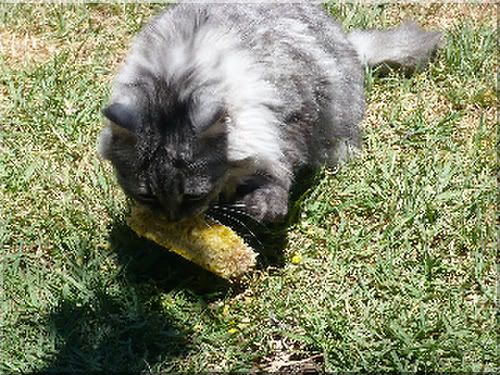 Fluffy kitty eating corn off the grass