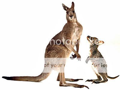marsupials