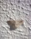 th_Mothface_zps3ceb384e.jpg