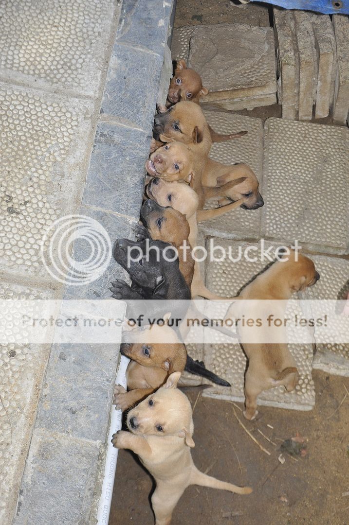 Chó Phú Quốc sắp rã bầy Q7