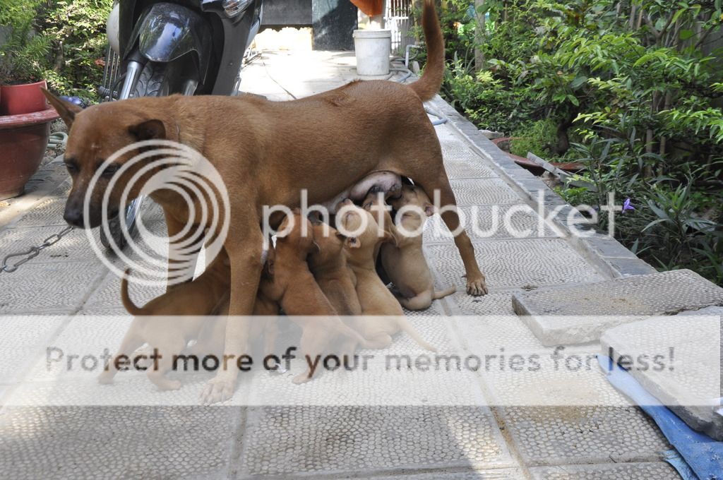 Chó Phú Quốc sắp rã bầy Q7 - 1