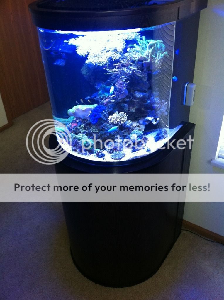 Cardiff aquarium fs 250 Reef Central Online Community