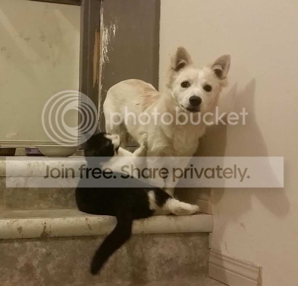 puppy still biting at 7 months