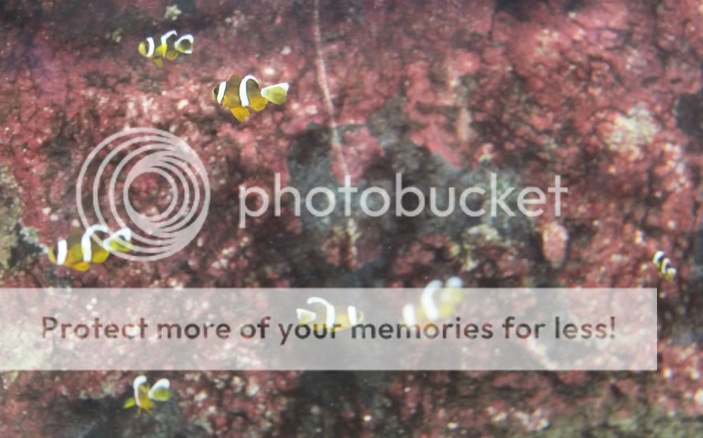 IMG 2175 - Breeding Journal: amphiprion clarkii