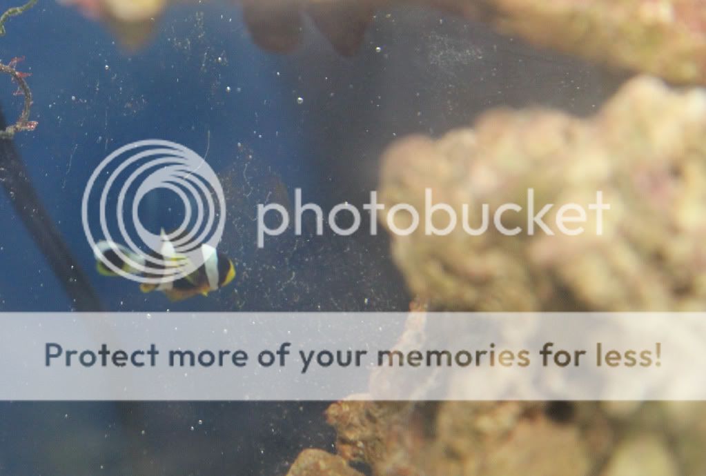 IMG 2178 - Breeding Journal: amphiprion clarkii