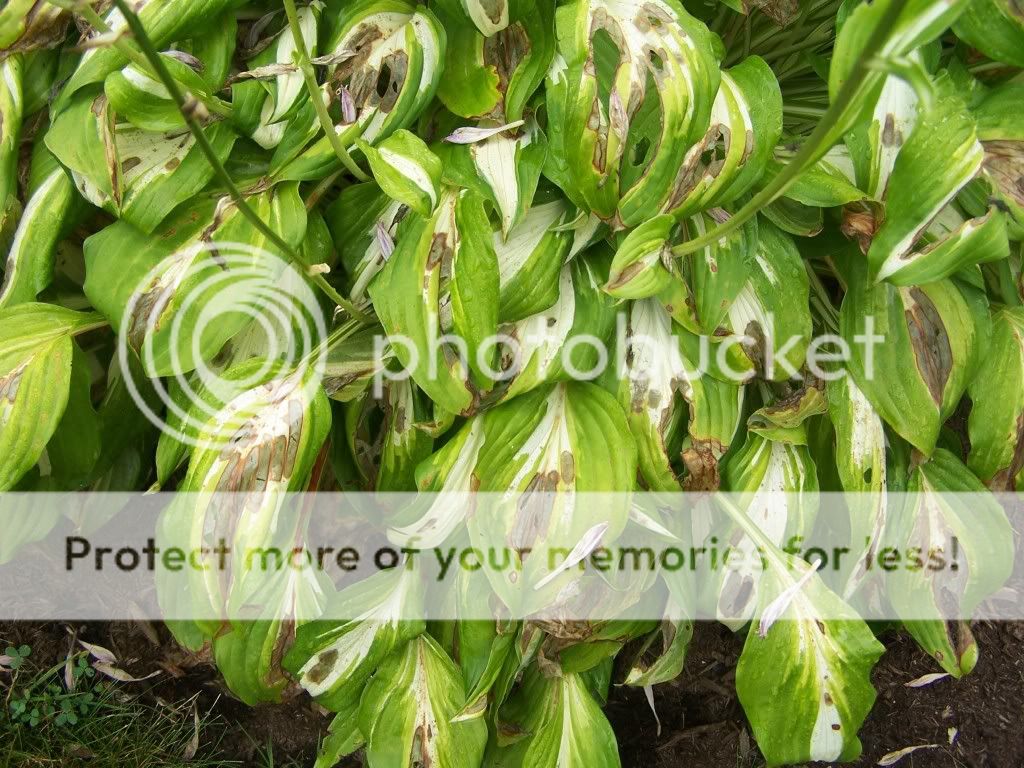 Hostas Look Sick w/Brown Spots and Holes
