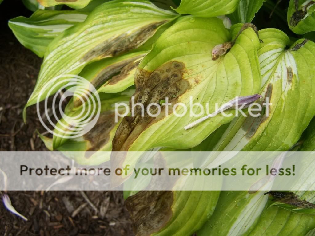 Hostas Look Sick w/Brown Spots and Holes
