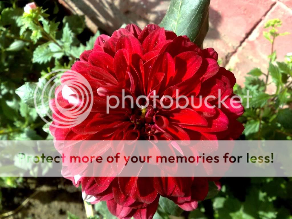 My Plants in KarachiPics