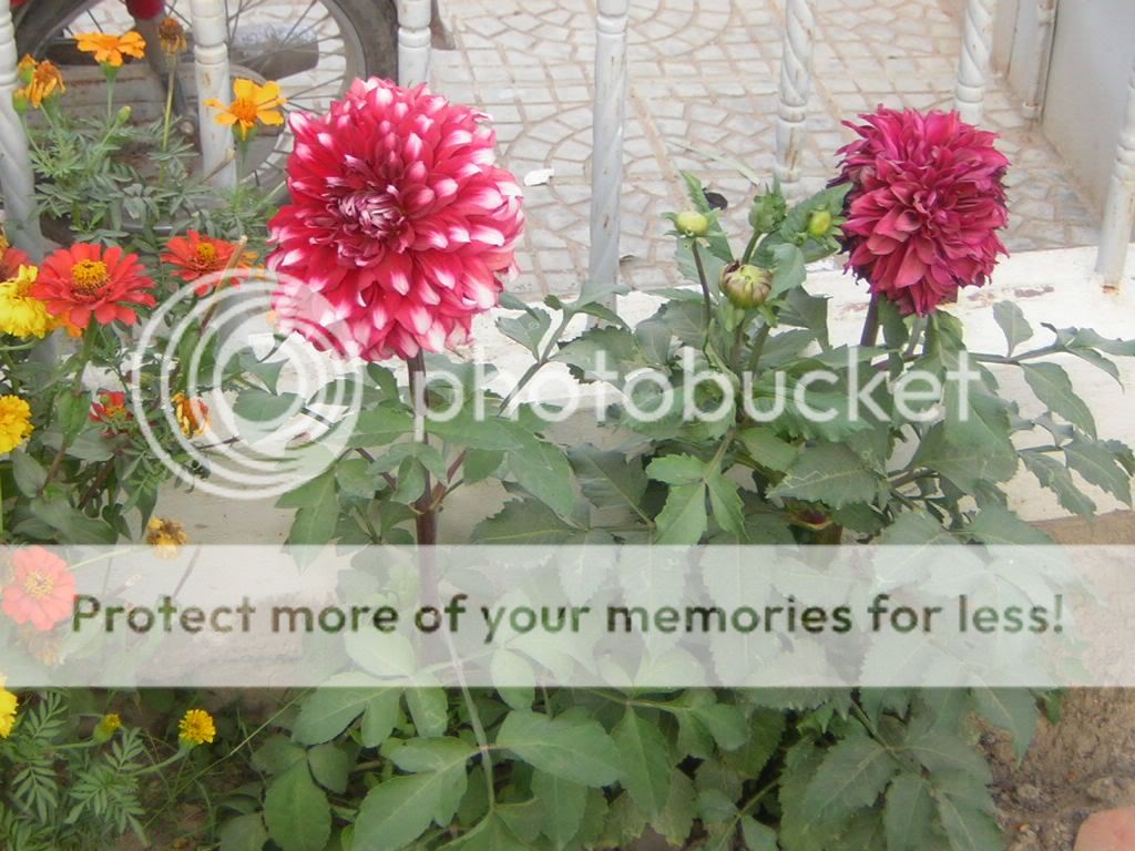 two dahlias