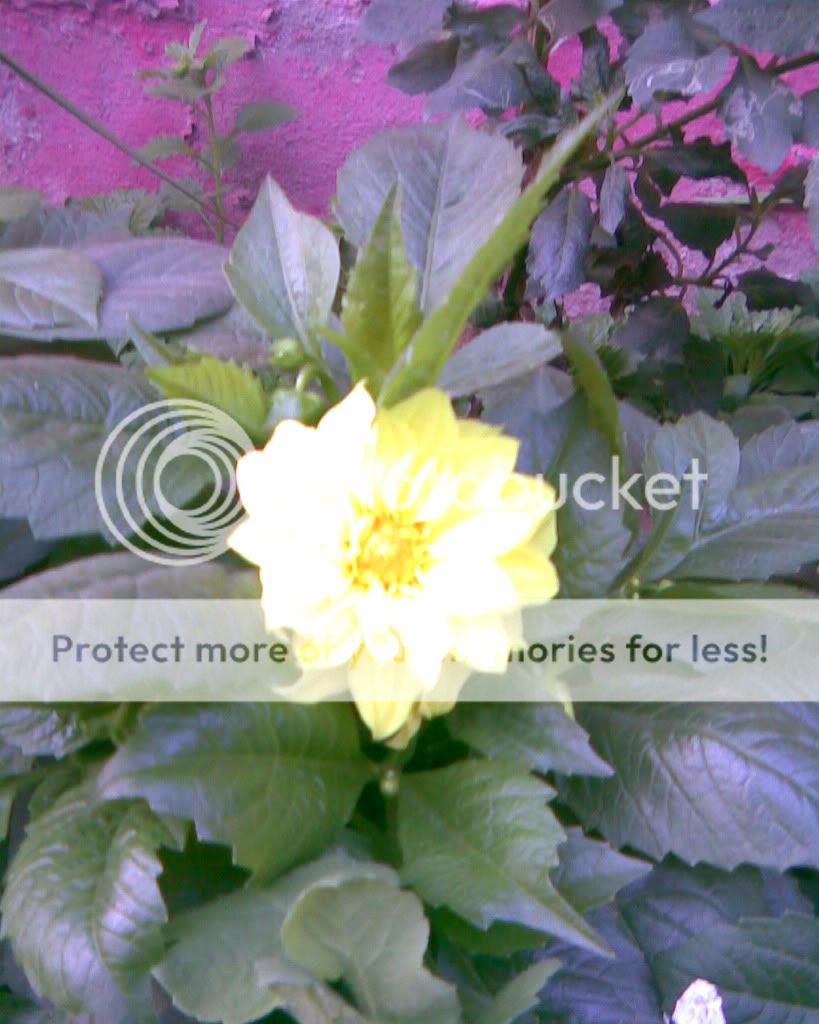 Garden Pride; Benary