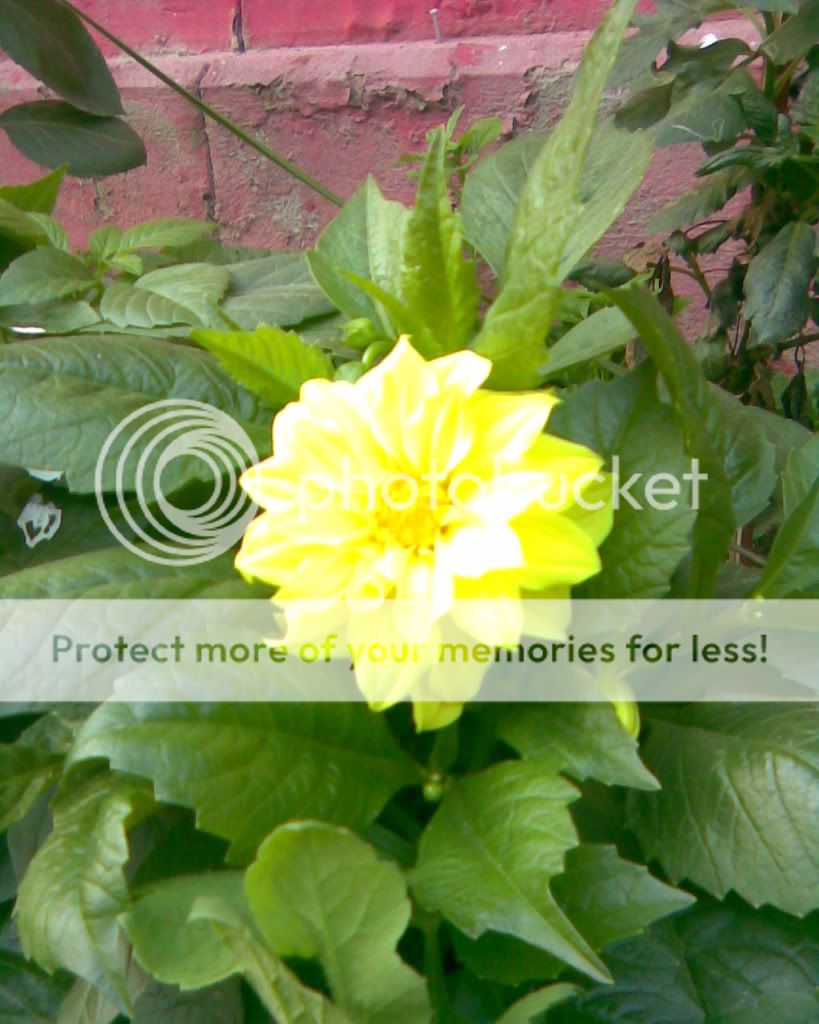 Garden Pride; Benary