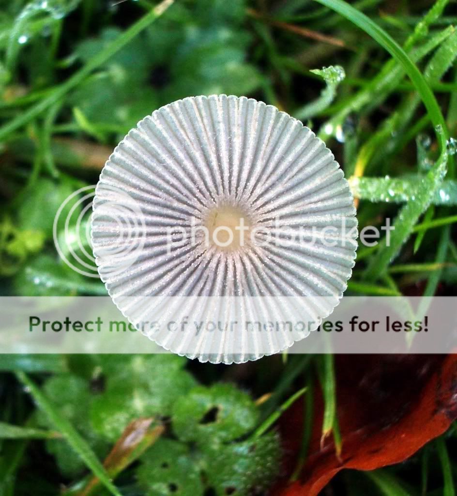 Small Umbrella Fungus