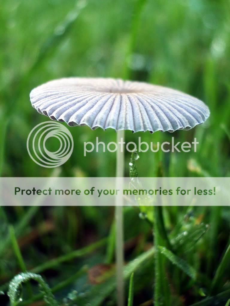 Small Umbrella Fungus