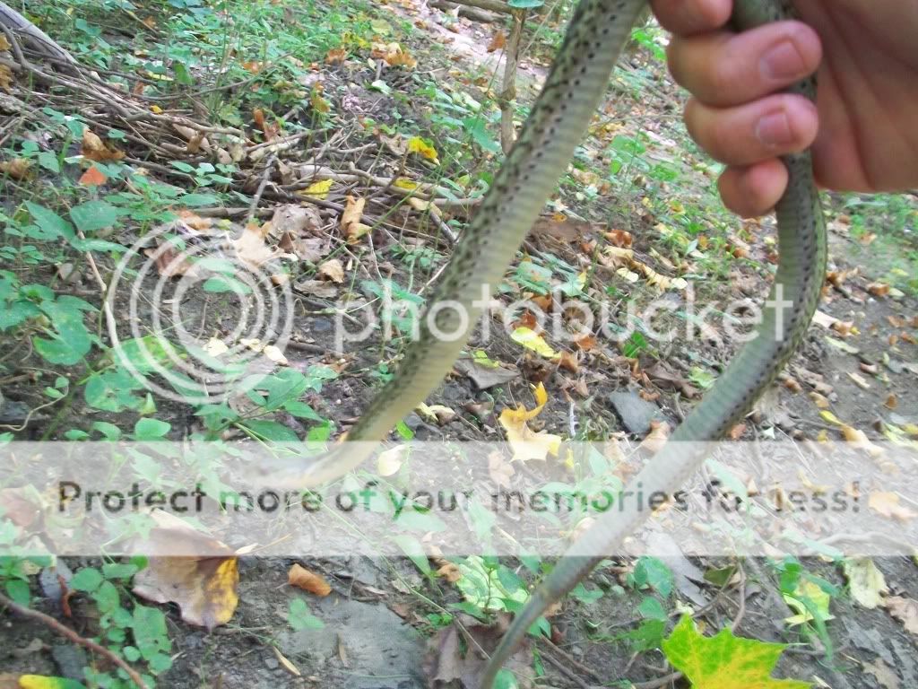 we need more garters and browns! - page 1 - field herp forum